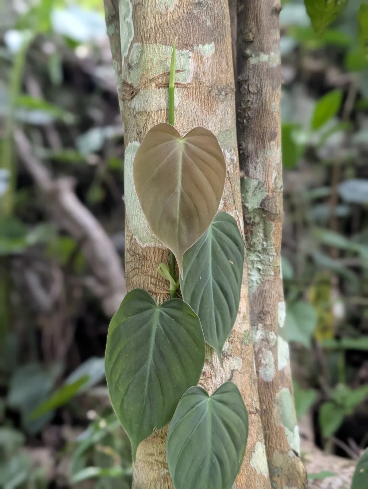 Philodendron (Philodendron hederaceum), photograph