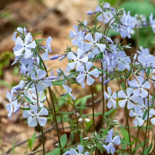 Photo: (c) Patrick Hanly, some rights reserved · CC BY · via iNaturalist woodland phlox (Phlox divaricata), photograph
