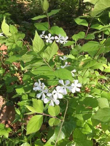 Woodland Phlox (Phlox divaricata), photograph