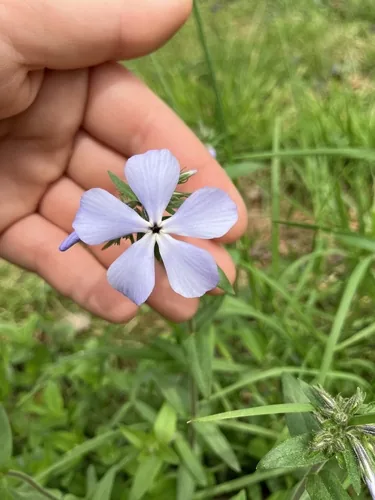Woodland Phlox (Phlox divaricata), photograph