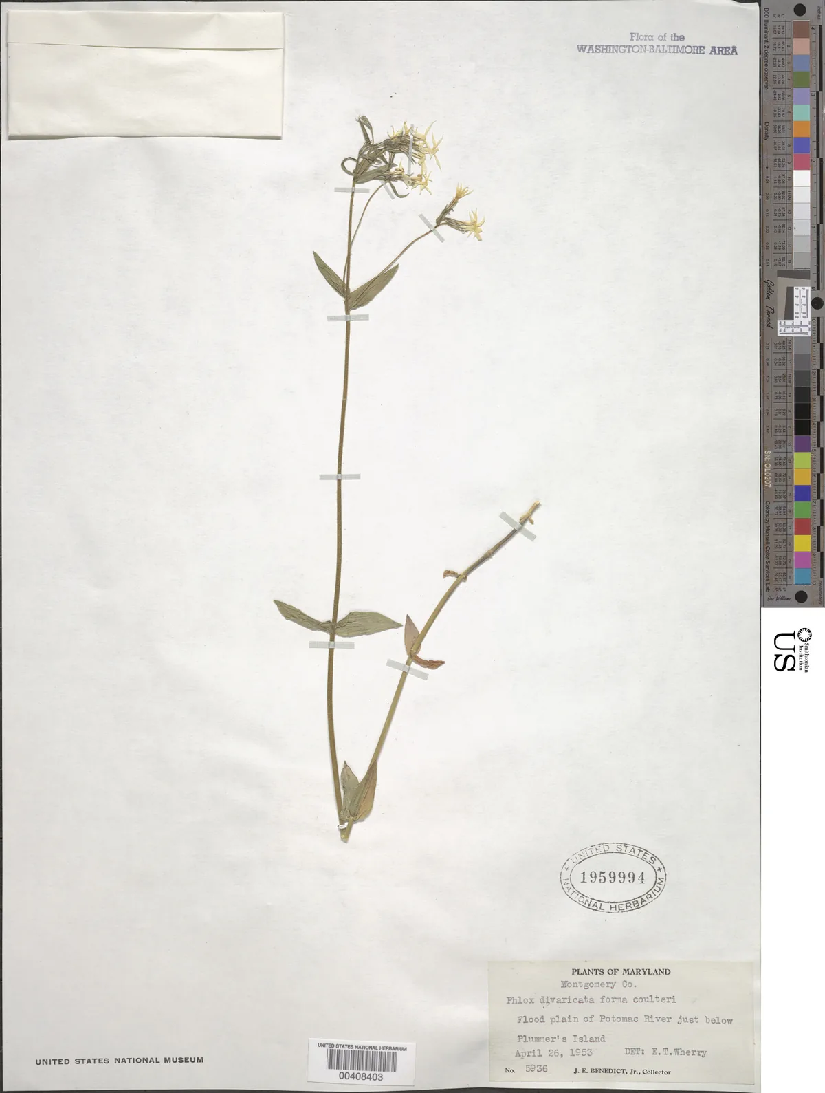 Woodland Phlox (Phlox divaricata), photograph
