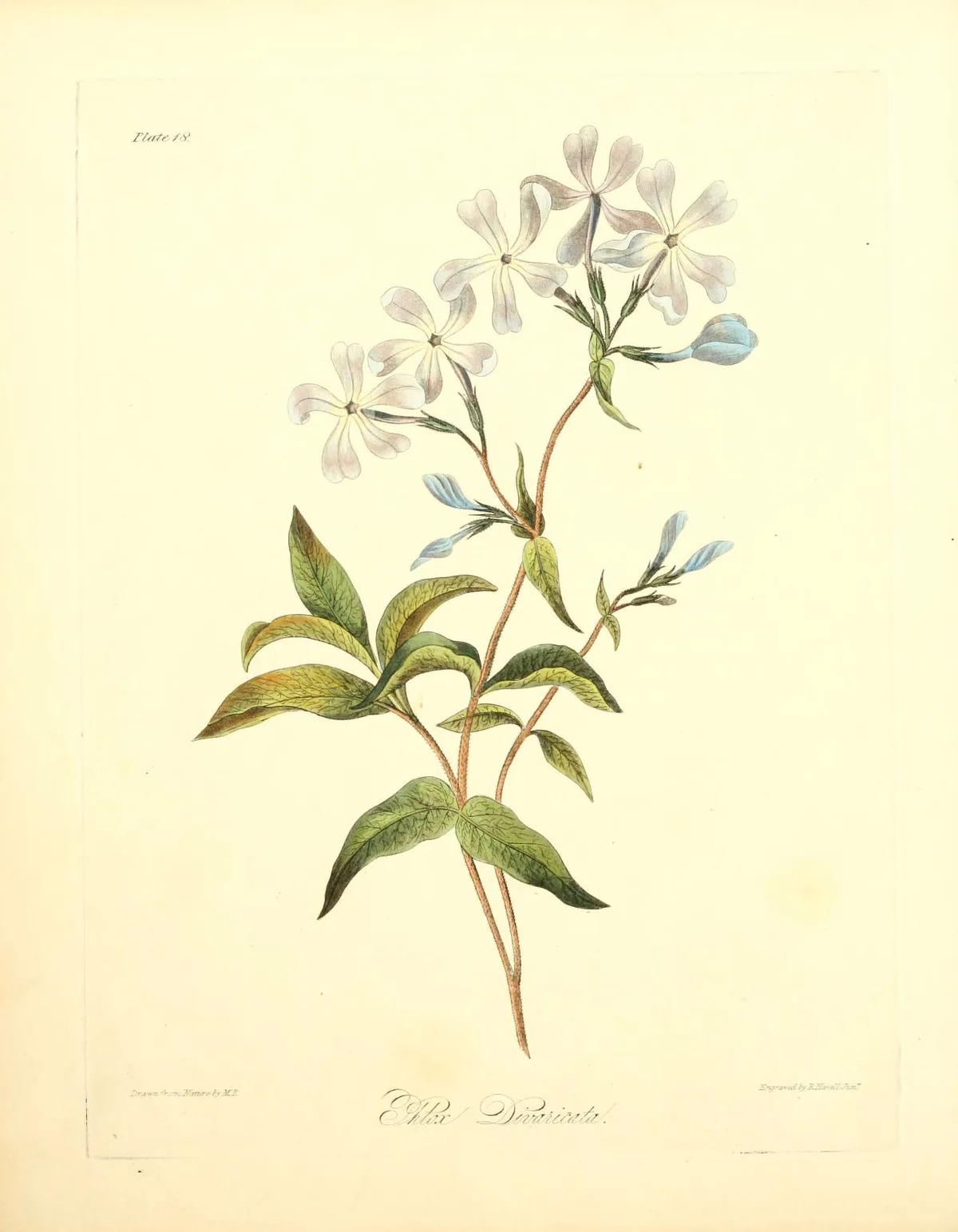Woodland Phlox (Phlox divaricata), botanical illustration