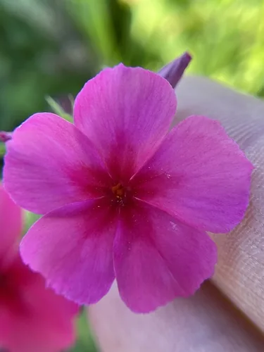 Photo: (c) Chet Burrier, some rights reserved · CC BY · via iNaturalist annual phlox (Phlox drummondii), photograph