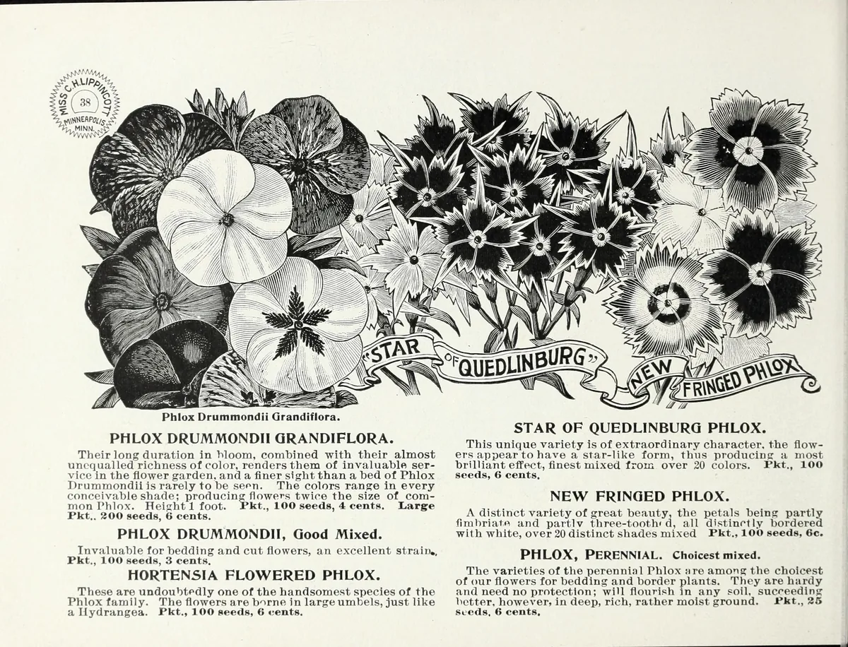 annual phlox (Phlox drummondii), botanical illustration