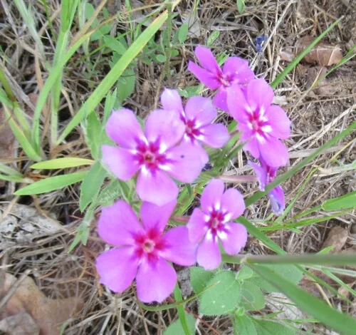 annual phlox (Phlox drummondii), photograph