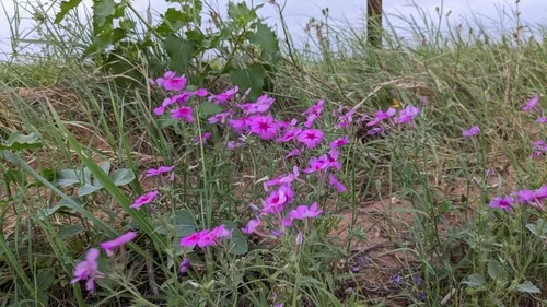 annual phlox (Phlox drummondii), photograph