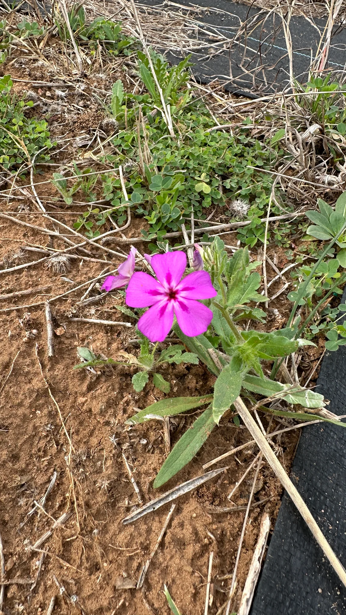 annual phlox (Phlox drummondii), photograph