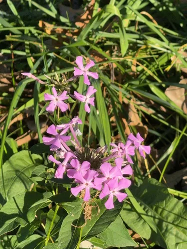 Garden Phlox (Phlox paniculata), photograph