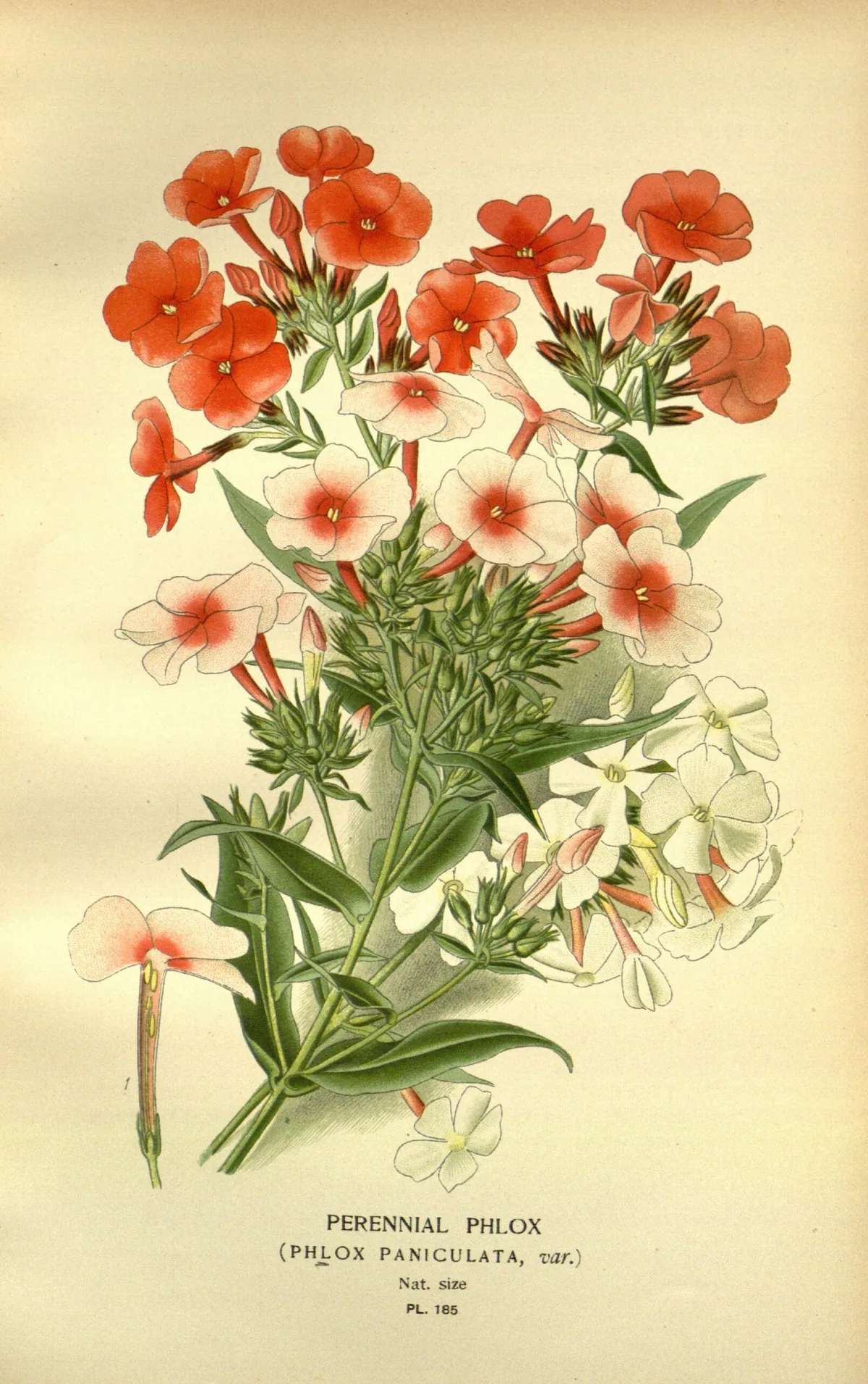 Garden Phlox (Phlox paniculata), botanical illustration