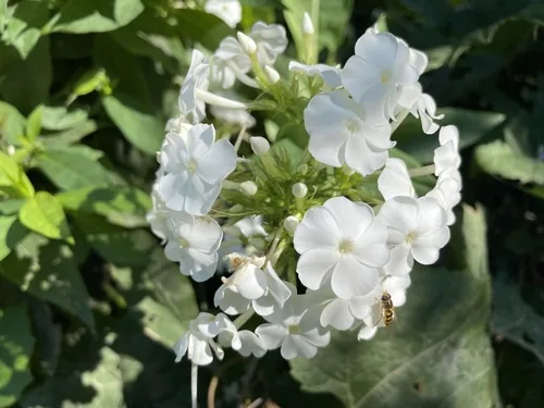 garden phlox (Phlox paniculata), photograph