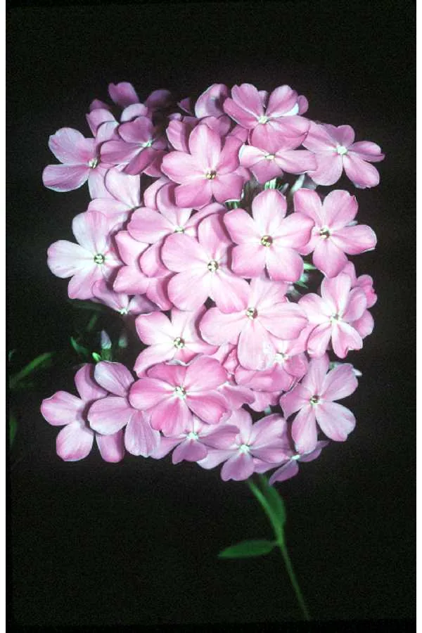 Garden Phlox (Phlox paniculata), photograph
