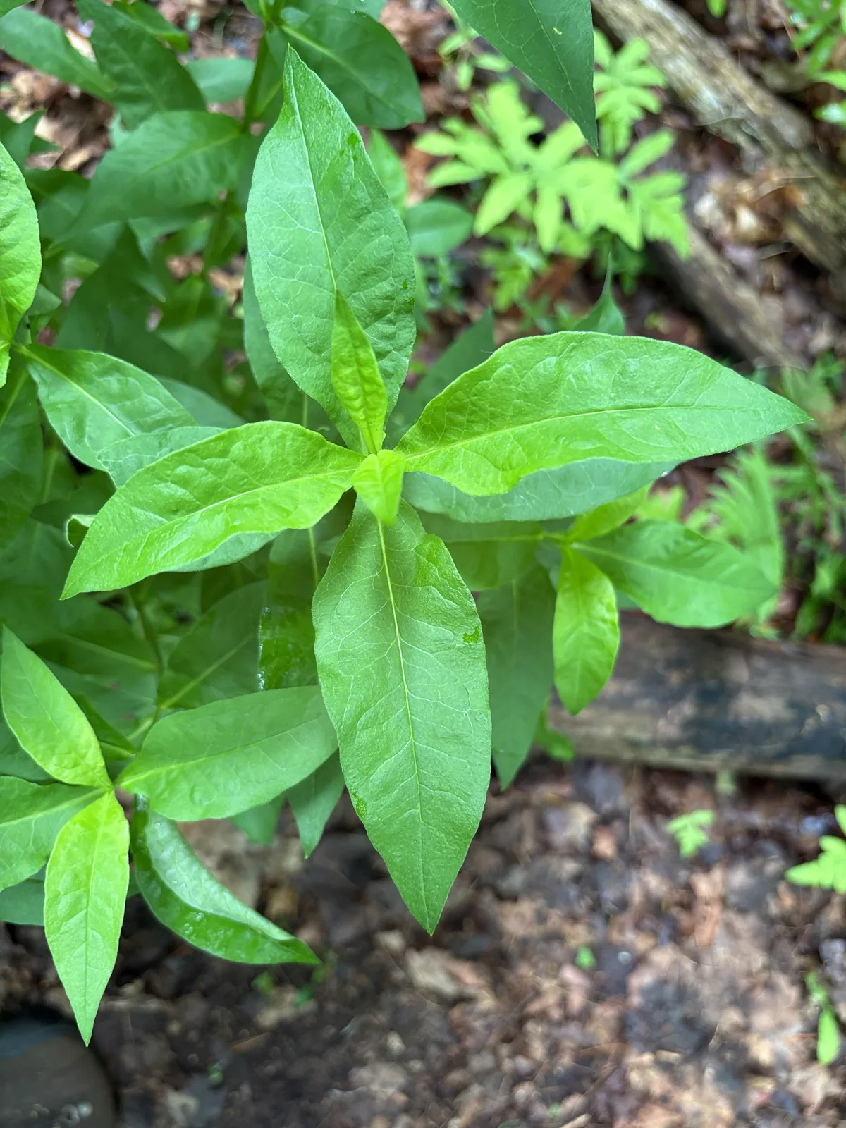 Garden Phlox (Phlox paniculata), photograph