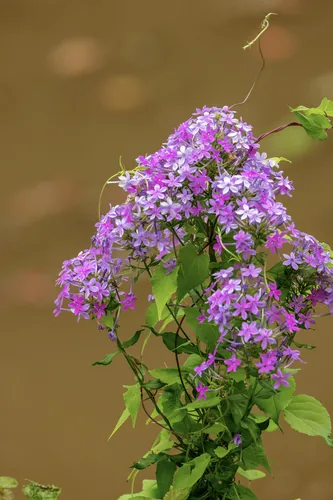 Garden Phlox (Phlox paniculata), photograph