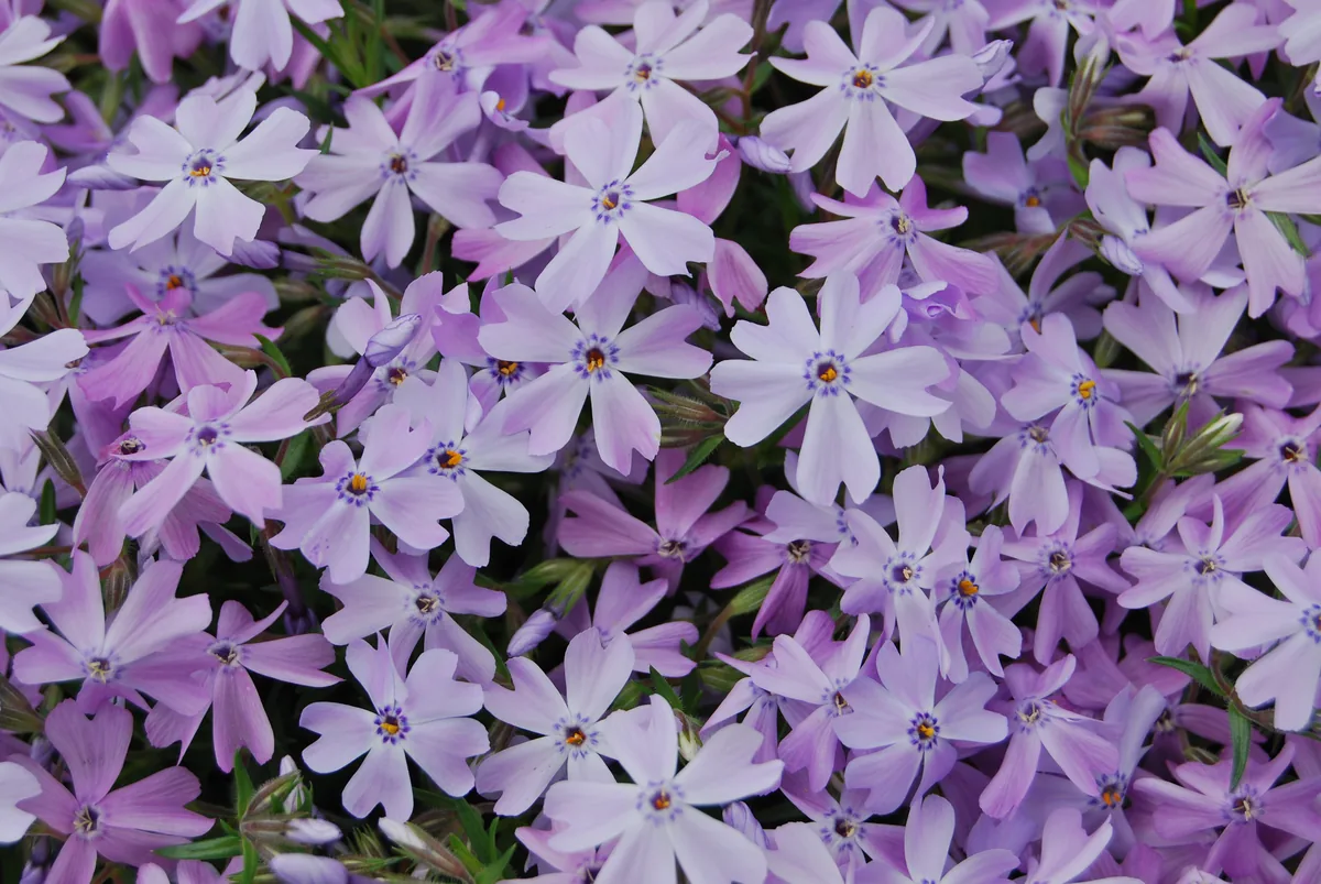 creeping phlox (Phlox subulata), photograph
