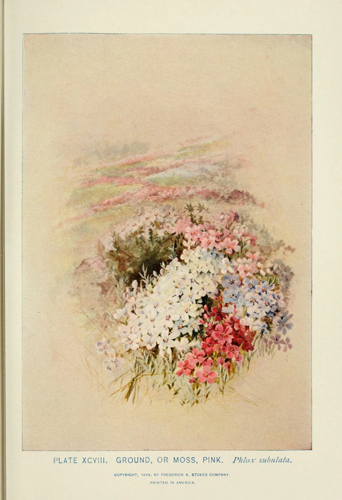 Creeping Phlox (Phlox subulata), botanical illustration