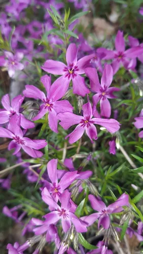 Creeping Phlox (Phlox subulata), photograph