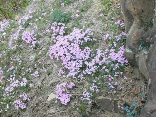 Photo: no rights reserved · cc0 · via iNaturalist Creeping Phlox (Phlox subulata), photograph