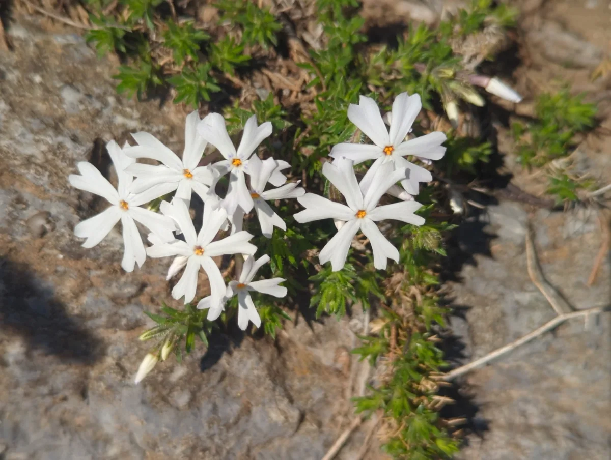 Creeping Phlox (Phlox subulata), photograph