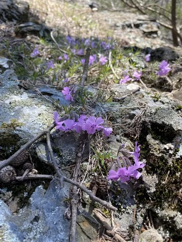 Creeping Phlox (Phlox subulata), photograph