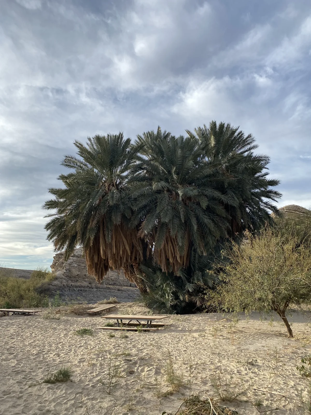 date palm (Phoenix dactylifera), photograph