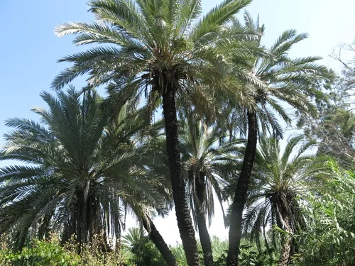 Photo: (c) Nachman bones, some rights reserved (CC BY) · cc-by · via iNaturalist date palm (Phoenix dactylifera), photograph
