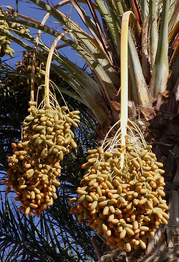Date Palm, photograph