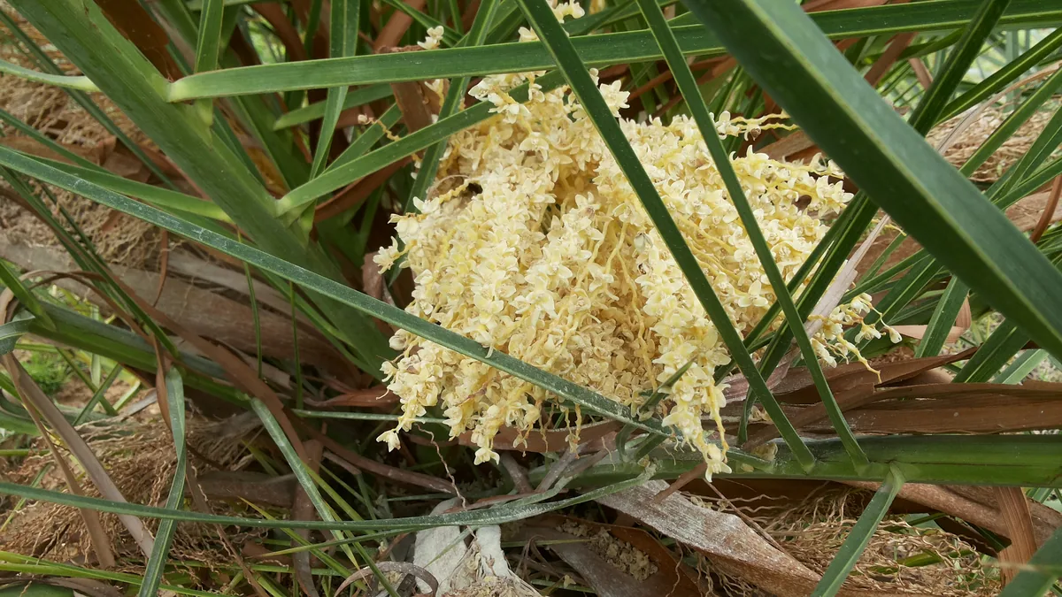 date palm (Phoenix dactylifera), photograph