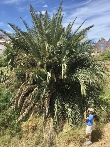 date palm (Phoenix dactylifera), photograph