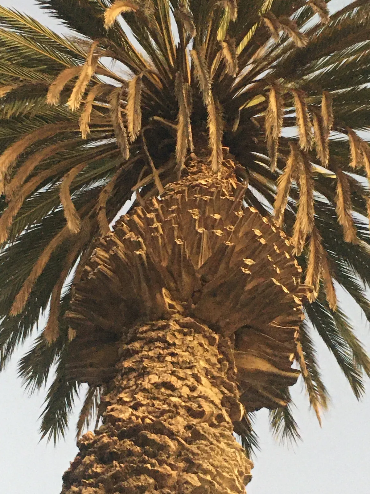date palm (Phoenix dactylifera), photograph