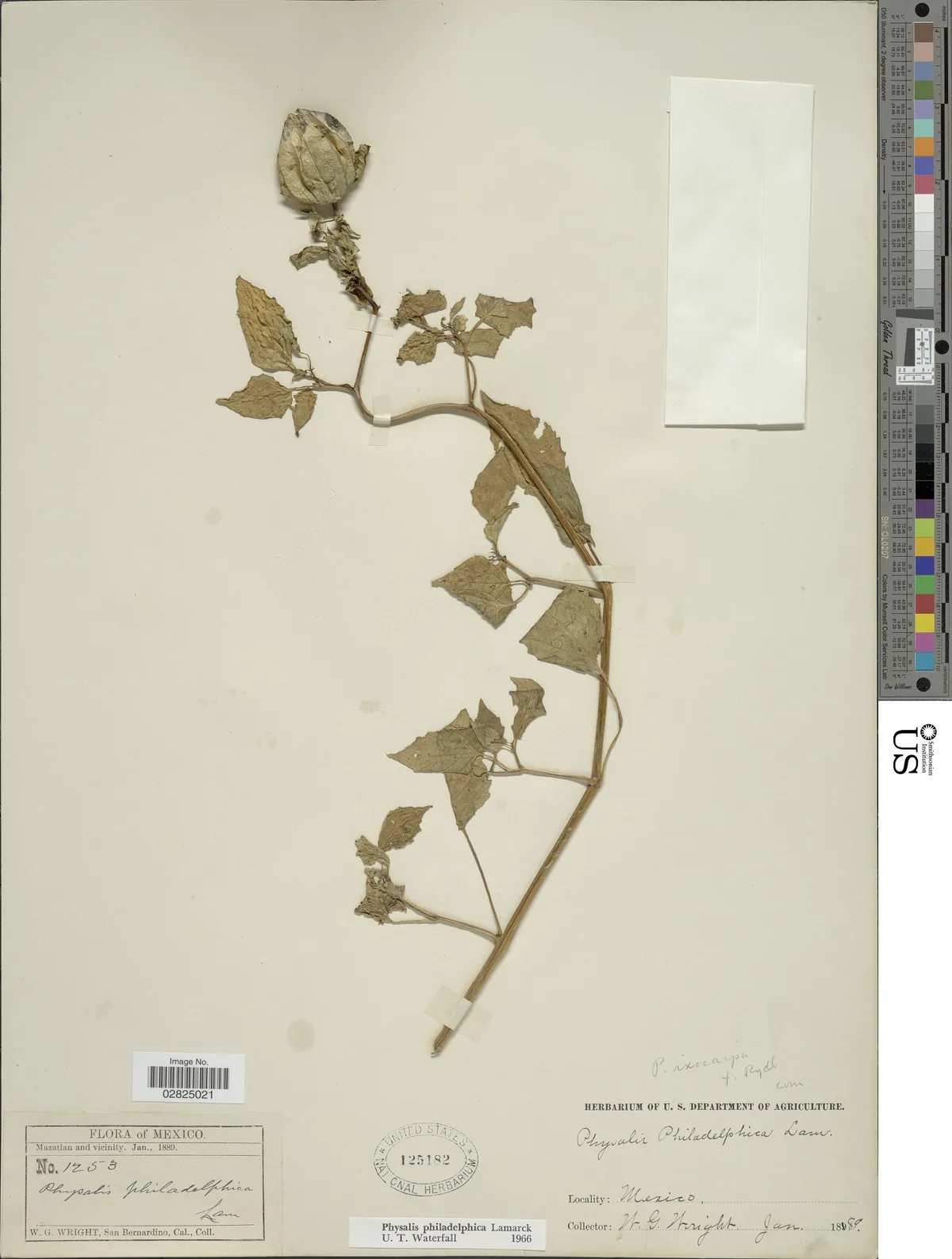 tomatillo (Physalis philadelphica), photograph