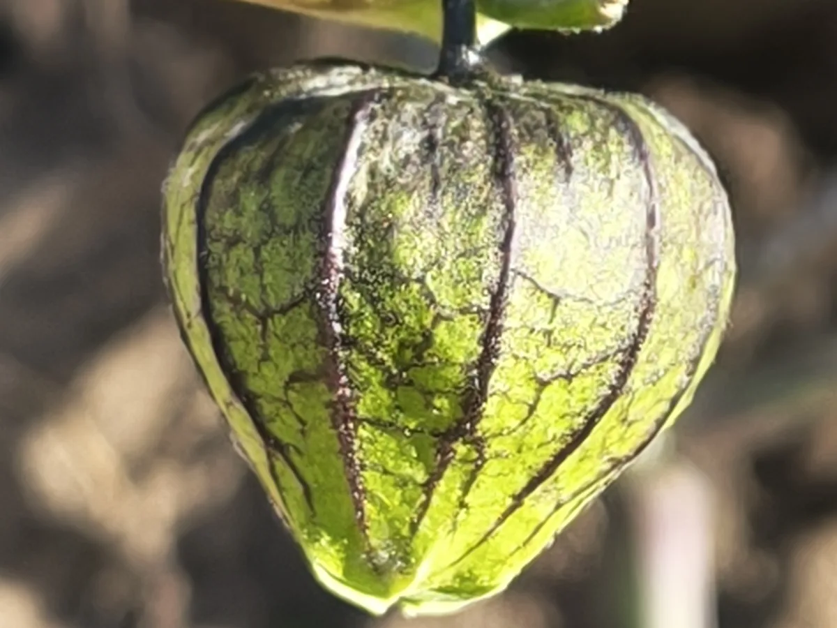 tomatillo (Physalis philadelphica), photograph