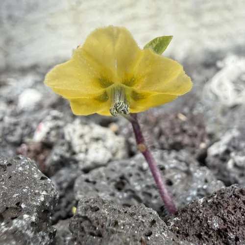 tomatillo (Physalis philadelphica), photograph
