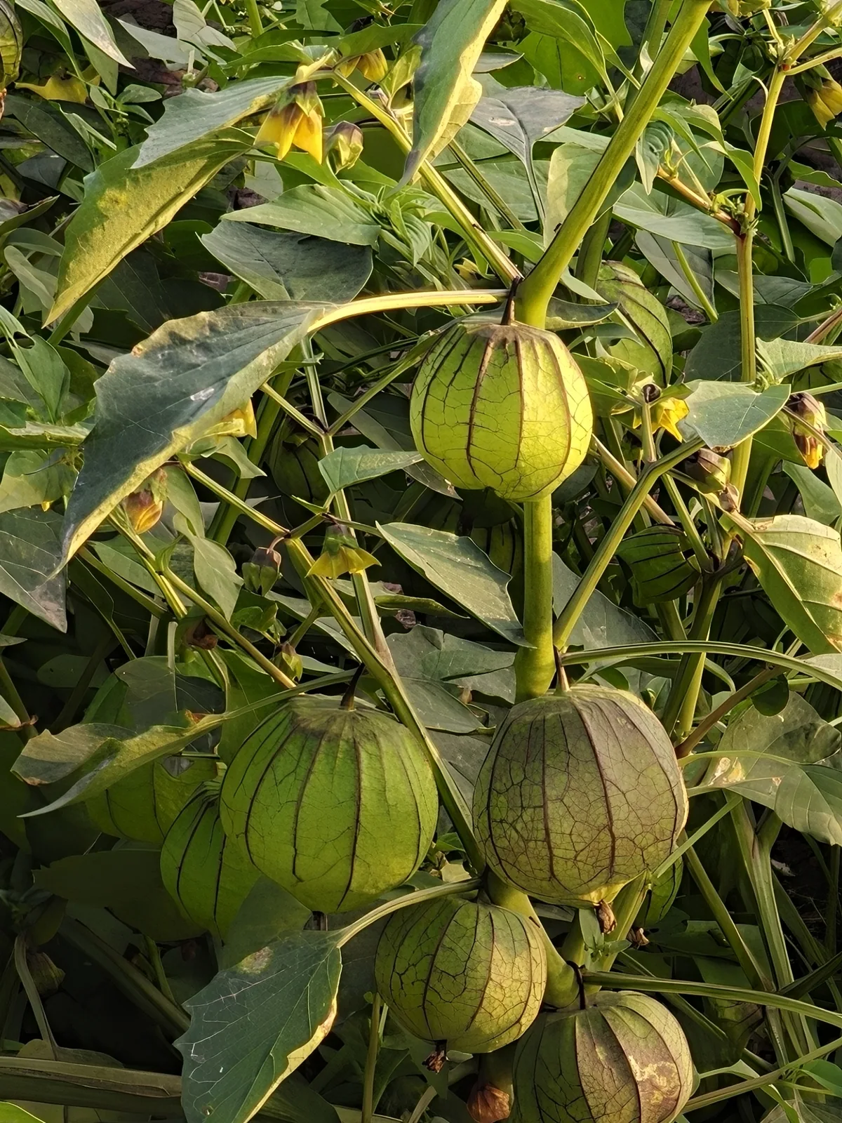 Photo: Sinaloa Silvestre, via iNaturalist · CC0 · via GBIF tomatillo (Physalis philadelphica), photograph