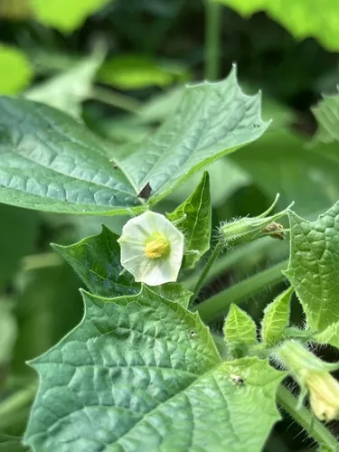 Photo: no rights reserved · cc0 · via iNaturalist Ground Cherry (Physalis pruinosa), photograph