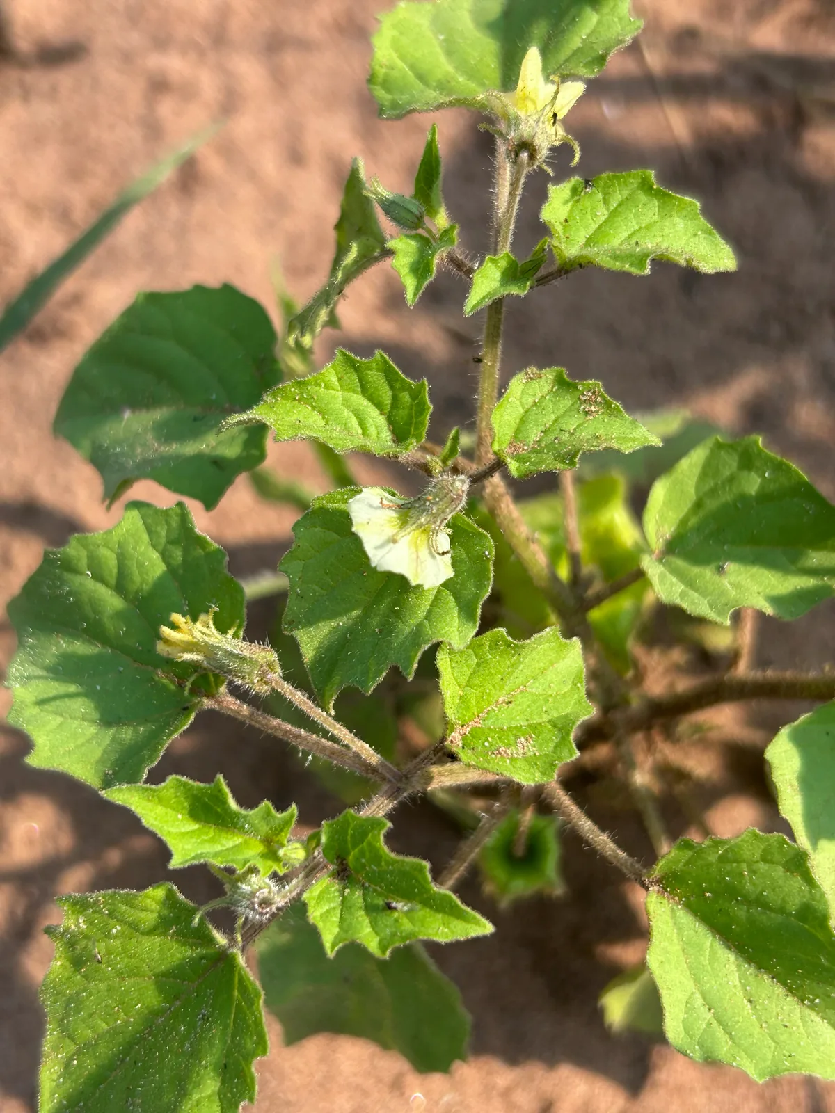 Ground Cherry (Physalis pruinosa), photograph