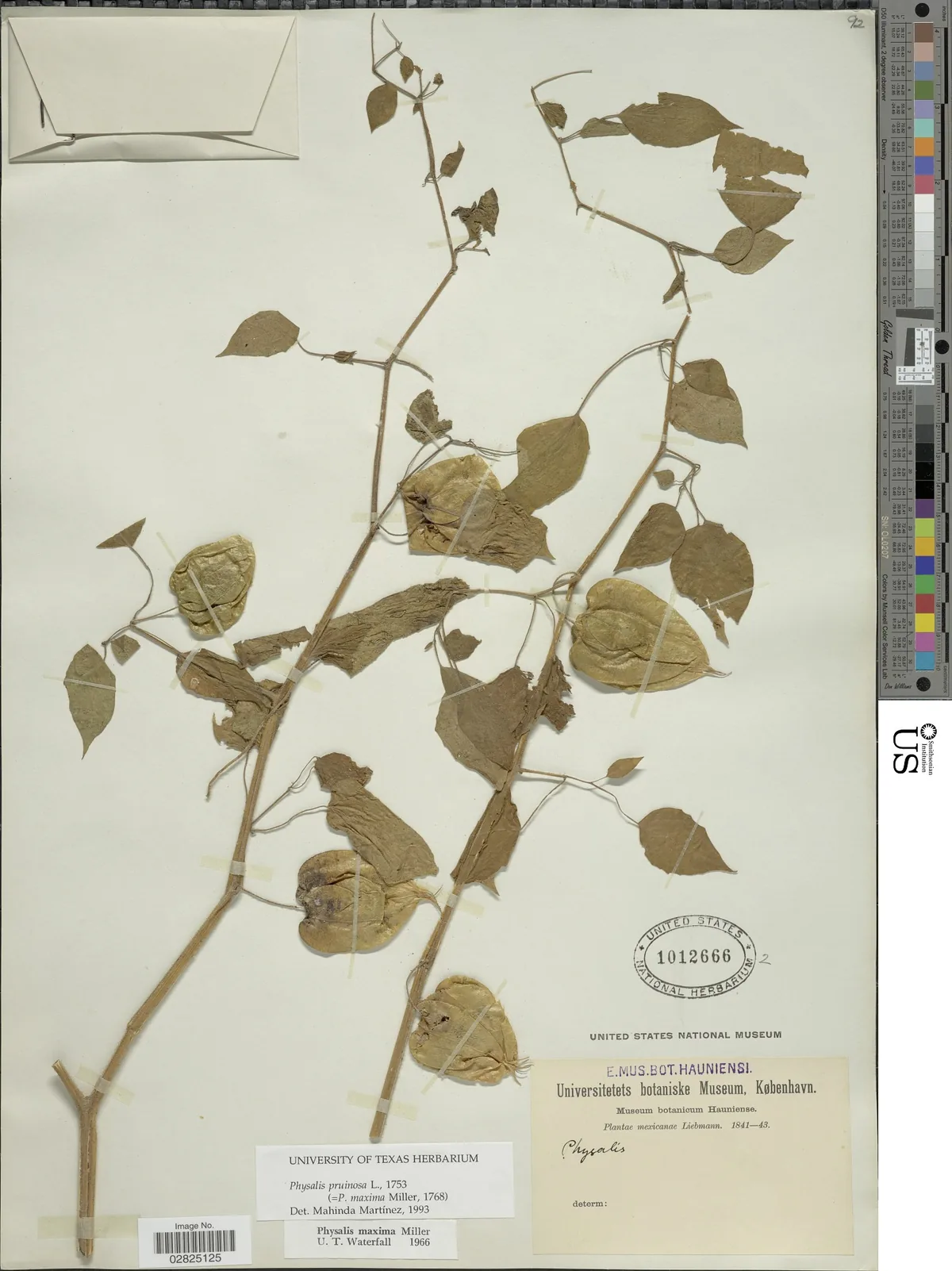 Ground Cherry (Physalis pruinosa), photograph