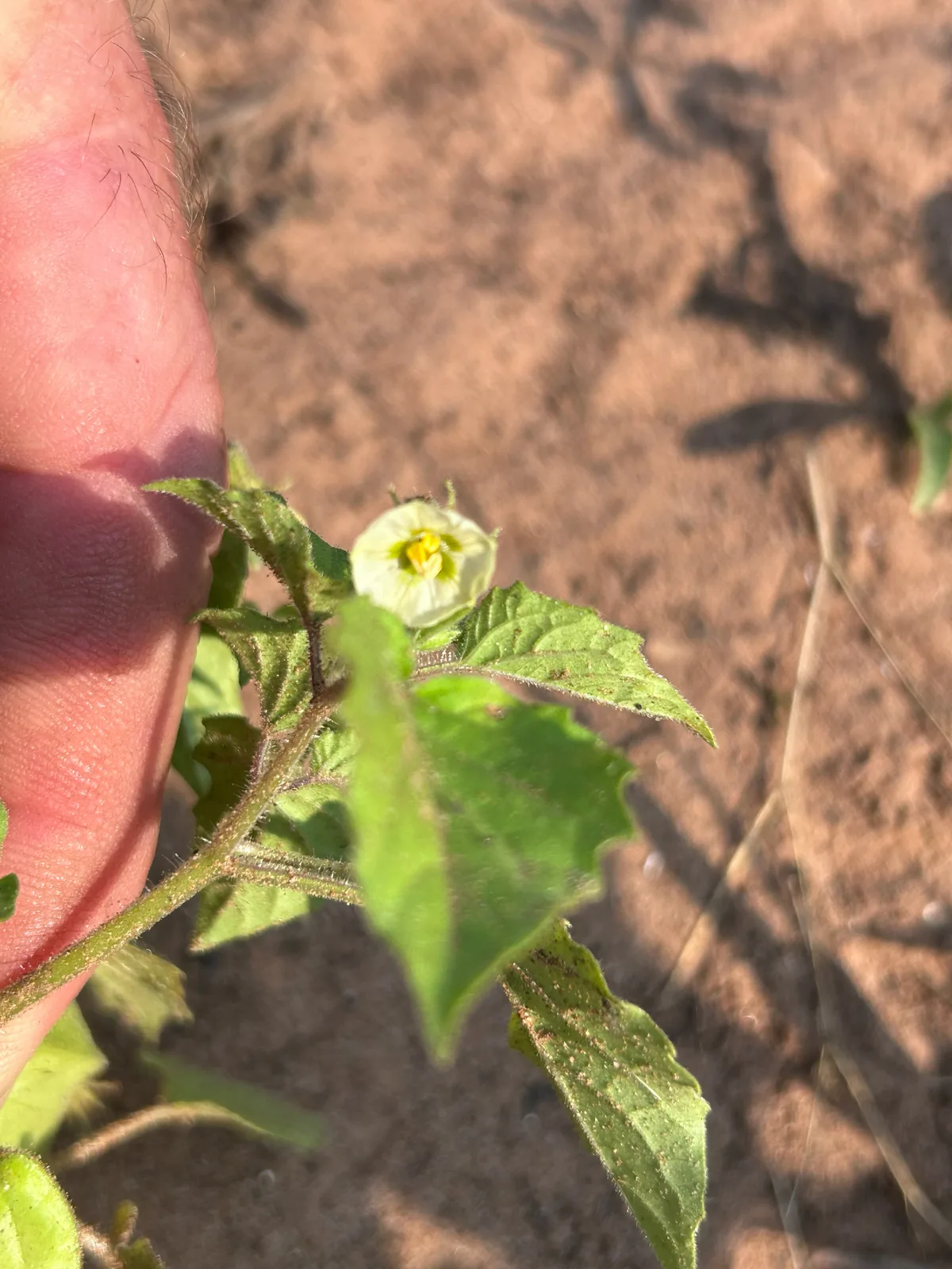 Ground Cherry (Physalis pruinosa), photograph