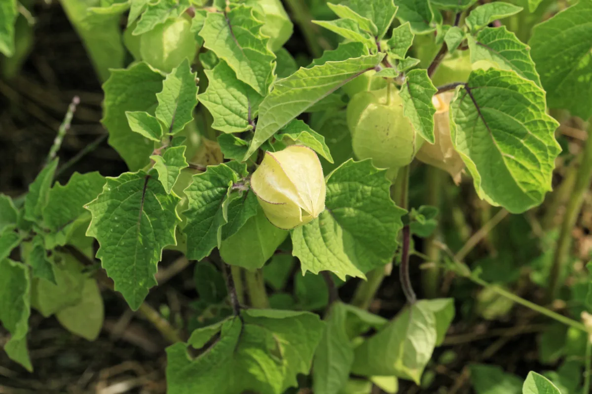 ground cherry (Physalis pruinosa), photograph