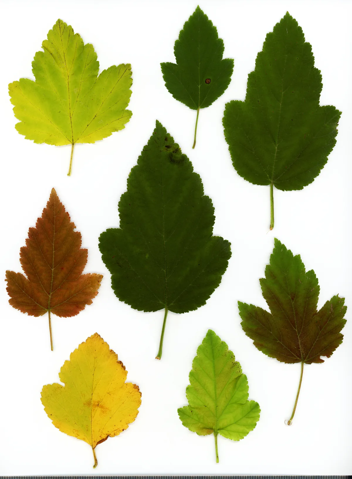 Ninebark (Physocarpus opulifolius), photograph