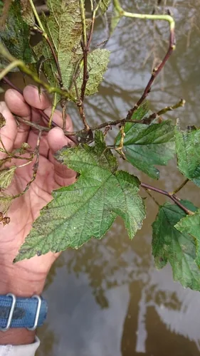 Ninebark (Physocarpus opulifolius), photograph