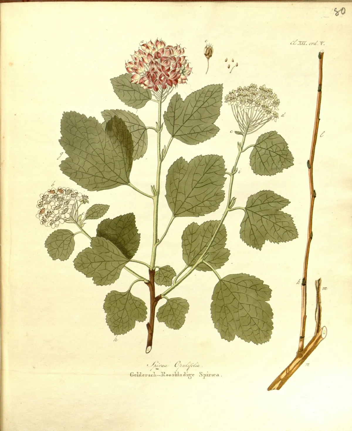 Illustration: Krauss, Johan Carl · Public domain · via Wikimedia Commons ninebark (Physocarpus opulifolius), botanical illustration