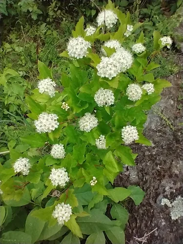 Ninebark (Physocarpus opulifolius), photograph