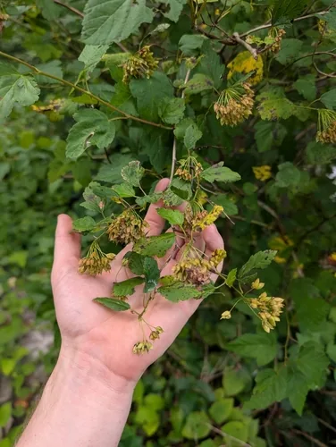 Ninebark (Physocarpus opulifolius), photograph