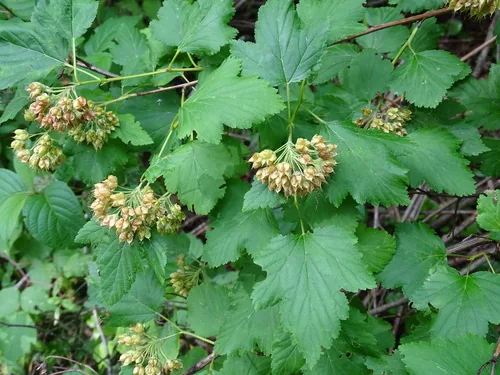Ninebark (Physocarpus opulifolius), photograph