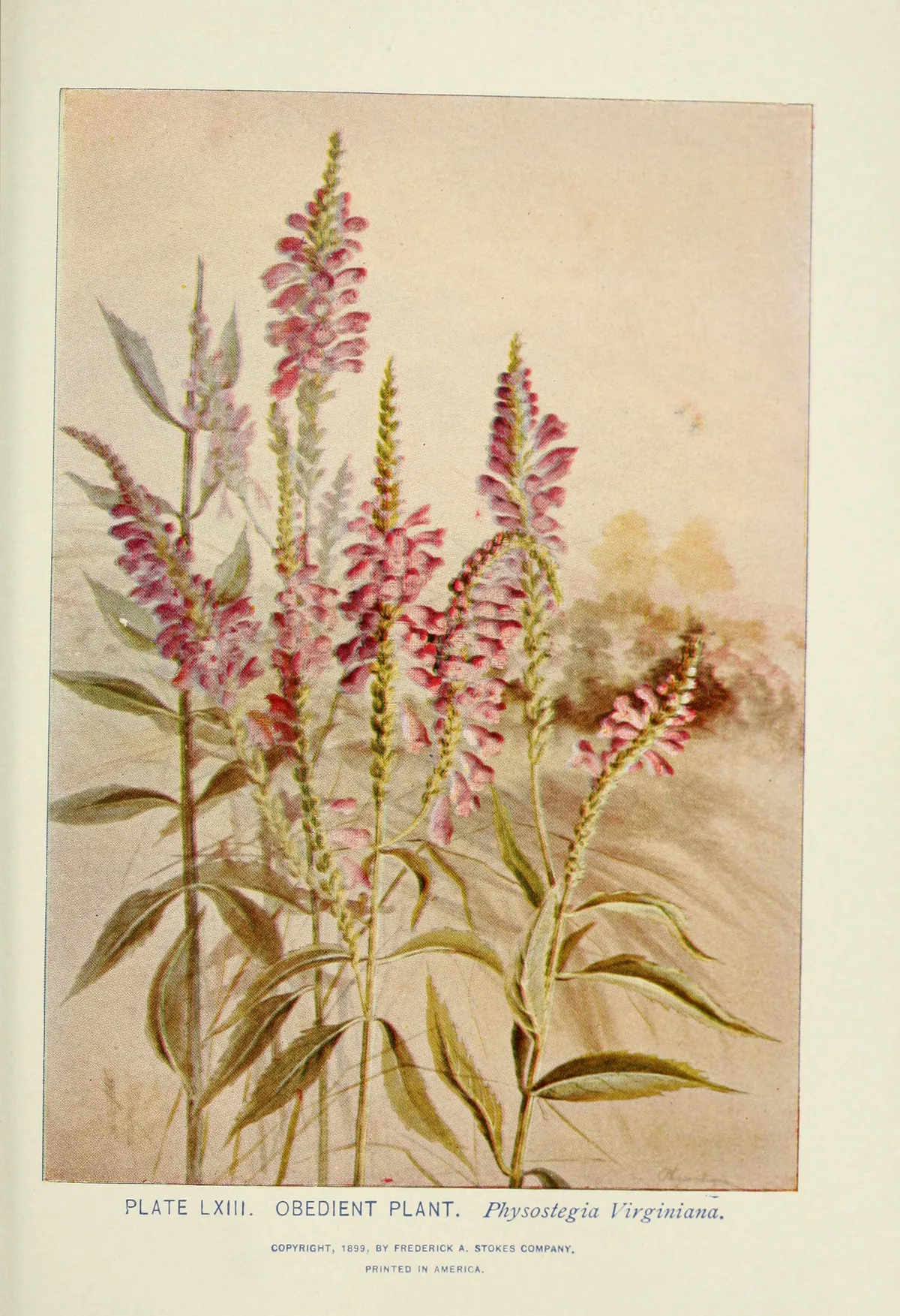 Obedient Plant (Physostegia virginiana), botanical illustration