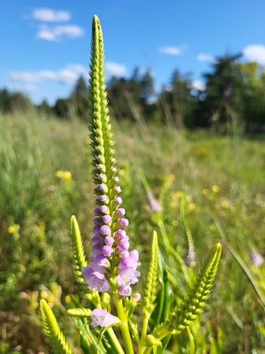 Photo: no rights reserved · cc0 · via iNaturalist Obedient Plant (Physostegia virginiana), photograph