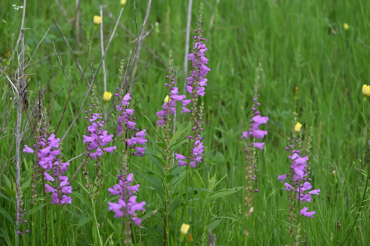 Obedient Plant (Physostegia virginiana), photograph