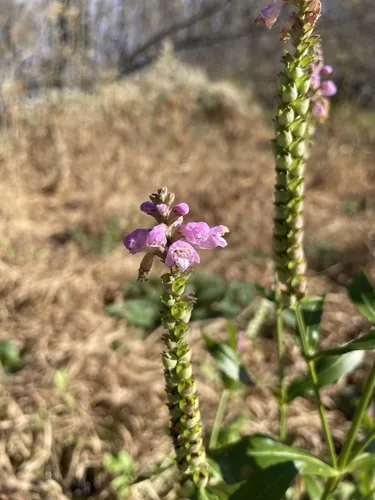 Photo: no rights reserved · CC0 · via iNaturalist obedient plant (Physostegia virginiana), photograph