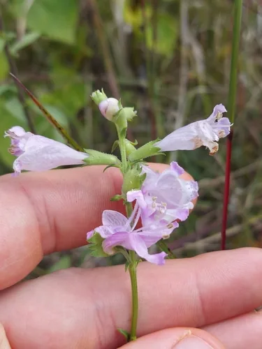 Obedient Plant (Physostegia virginiana), photograph