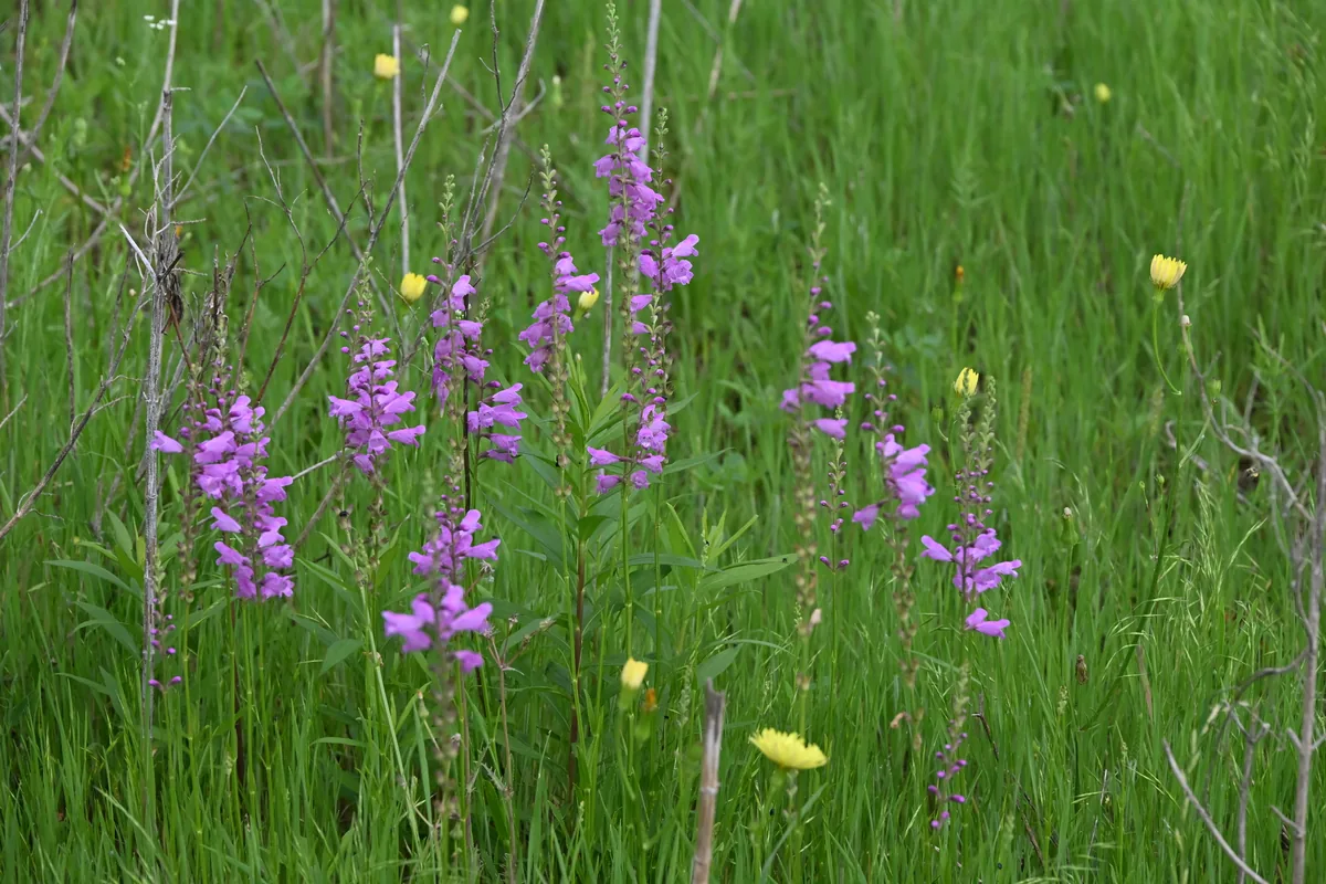 Obedient Plant (Physostegia virginiana), photograph